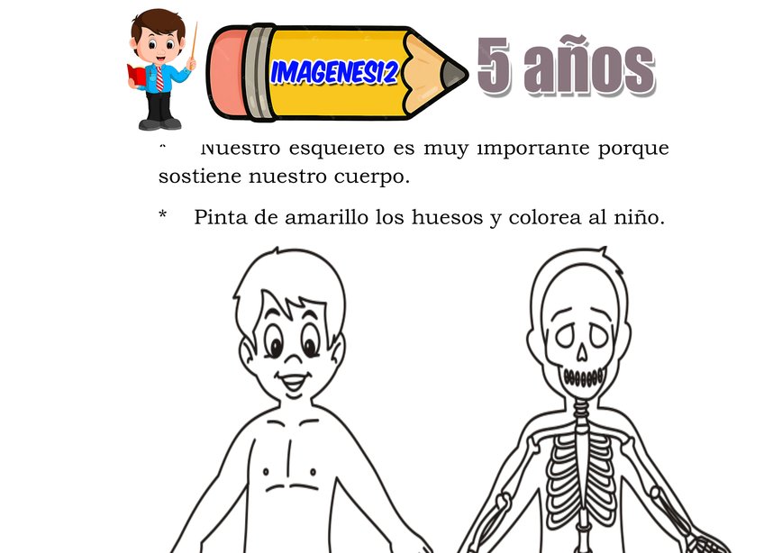 Esqueleto cuerpo humano