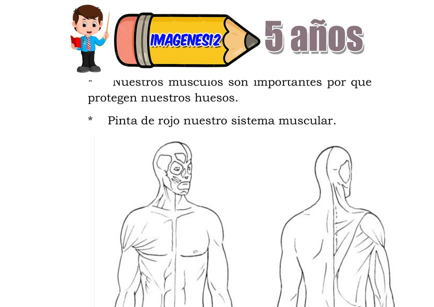 Sistema muscular movimiento